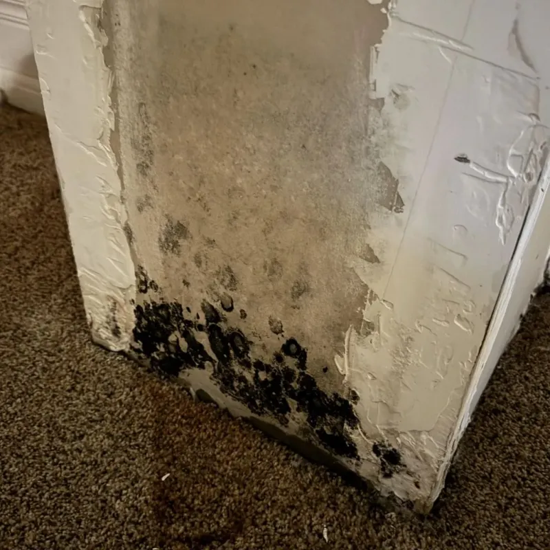 Professional Mold Removal in Kane County, UT